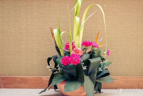 花事閑談——鏡頭下的花卉雜拍隨想